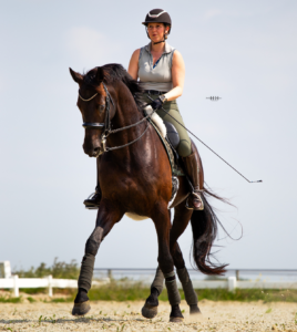 Paard in Training - La Baule