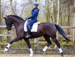 Placido Draf - Paard te Koop