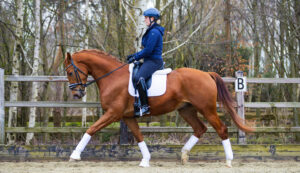 Portugal draf - Paard te koop