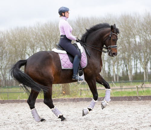 Paard in Training - Gentle Pirouette